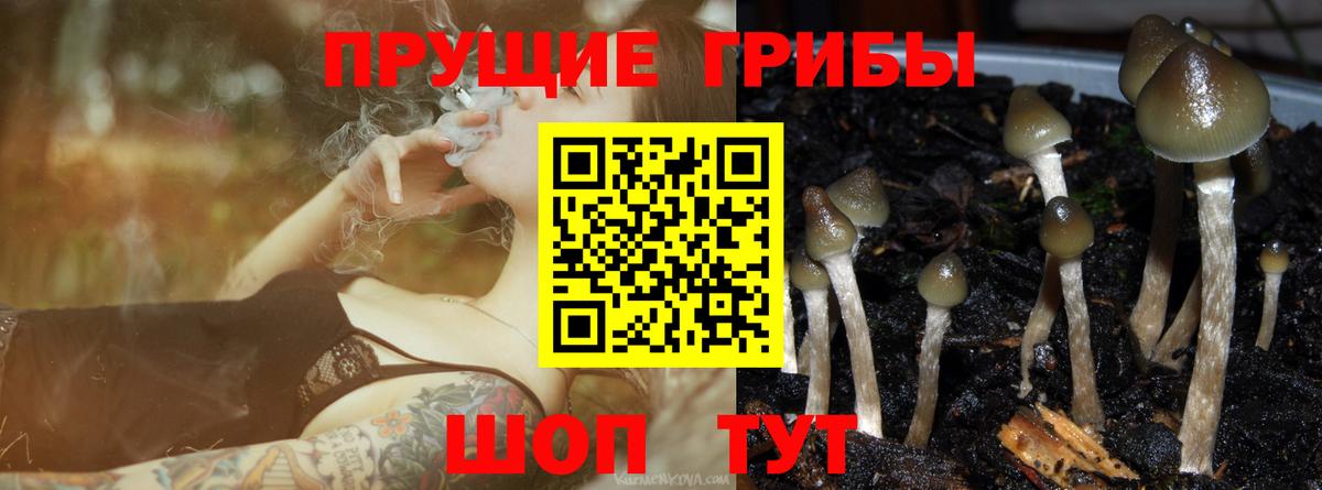 Галлюциногенные грибы мицелий  Псилоцибиновые грибы Psilocybe  Гай  Вход с VPN 